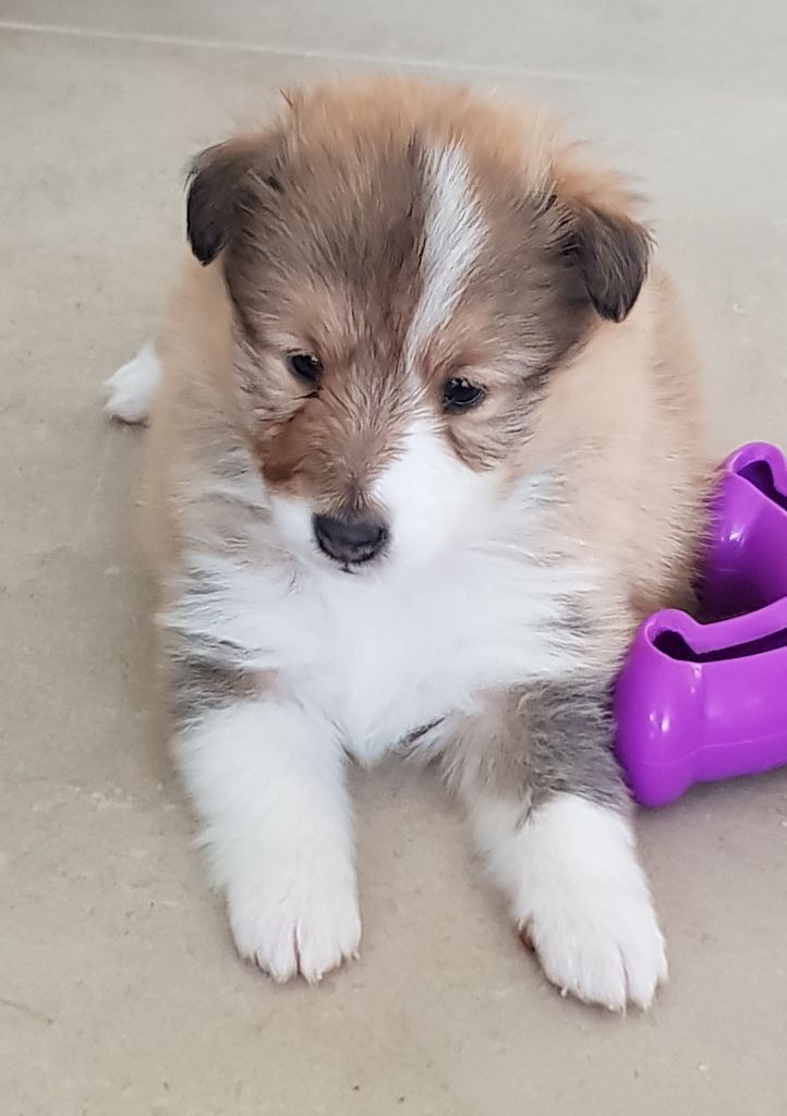 Qrazy love story Of Sweet Woodruff