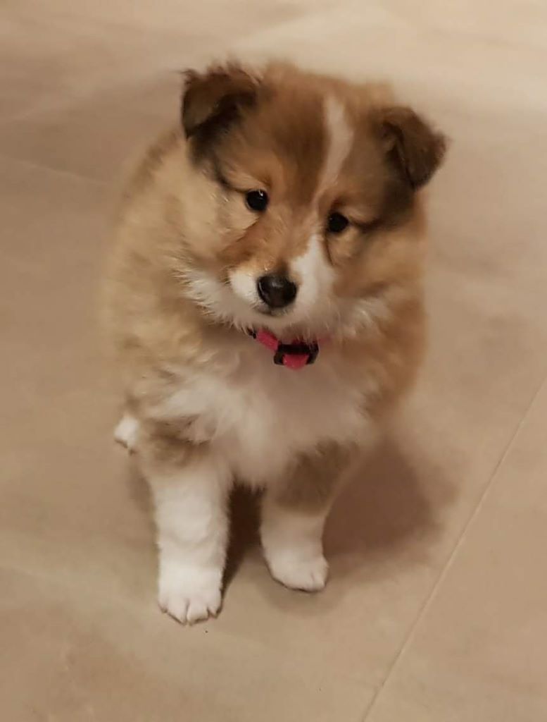 Qrazy love story Of Sweet Woodruff