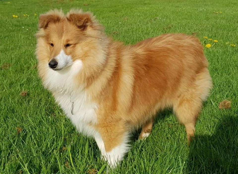 Qrazy love story Of Sweet Woodruff