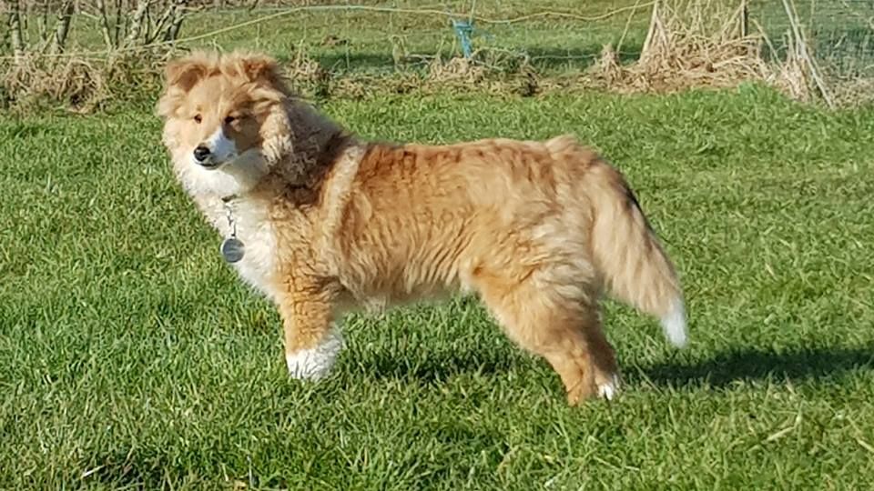 Qrazy love story Of Sweet Woodruff