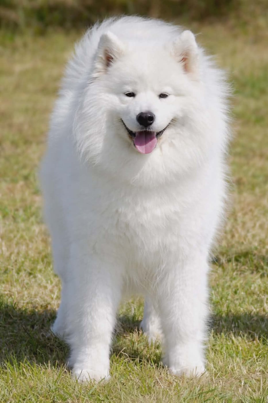 UNKA du chemin de la belle etoile