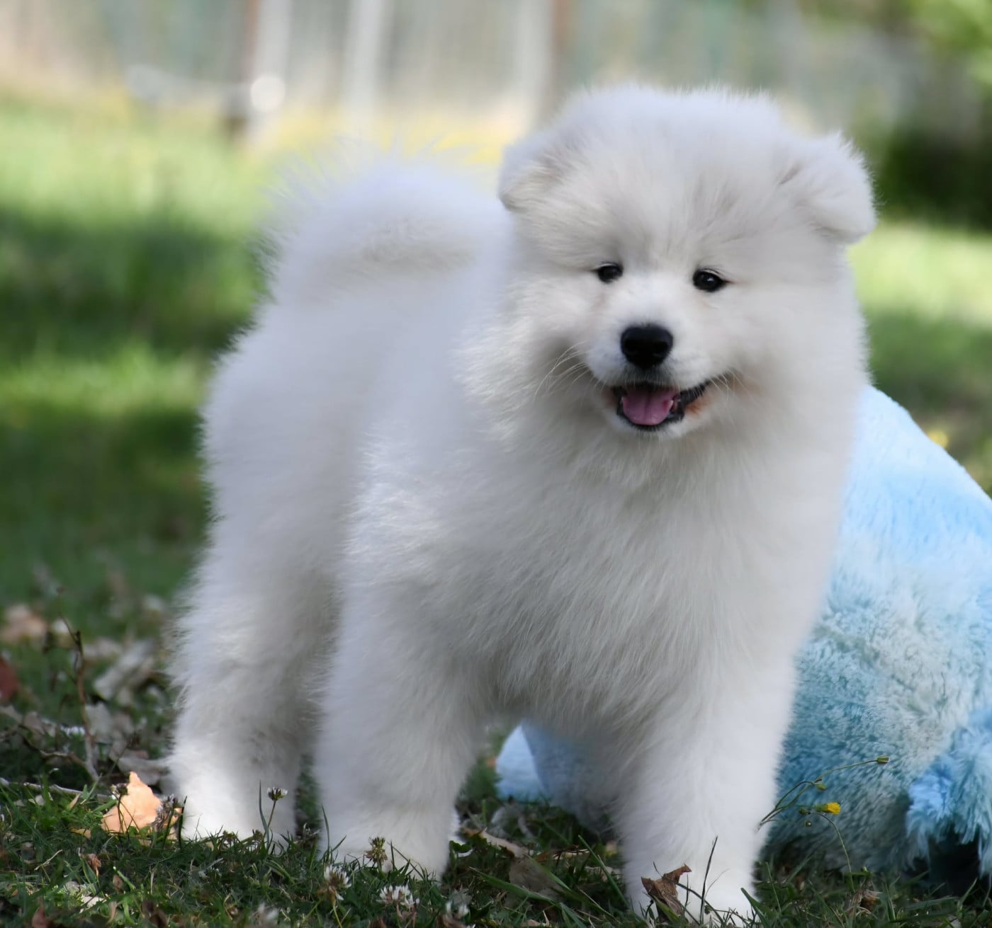 UNKA du chemin de la belle etoile