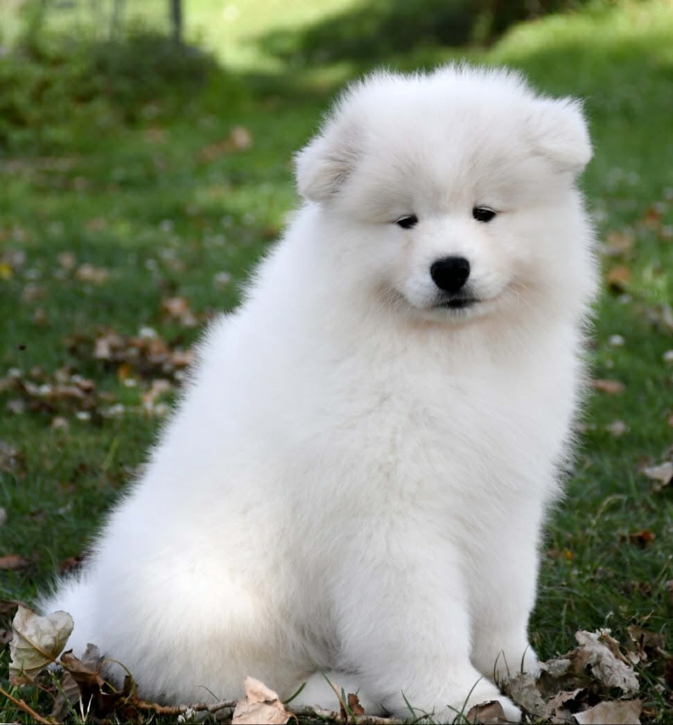 UNKA du chemin de la belle etoile