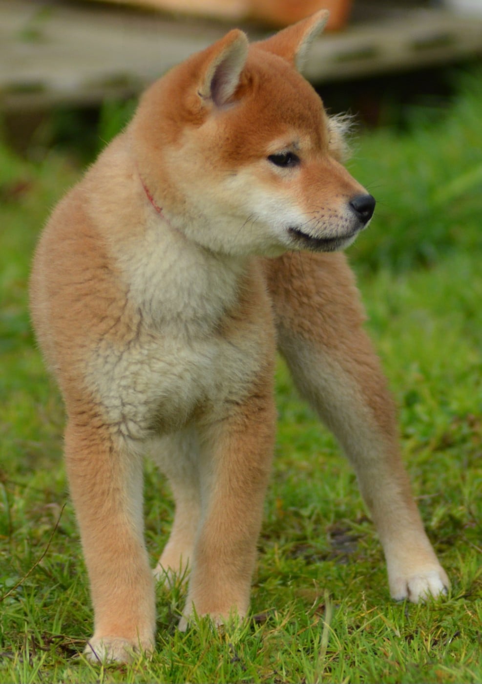 ASAKO (Collier Bleu)