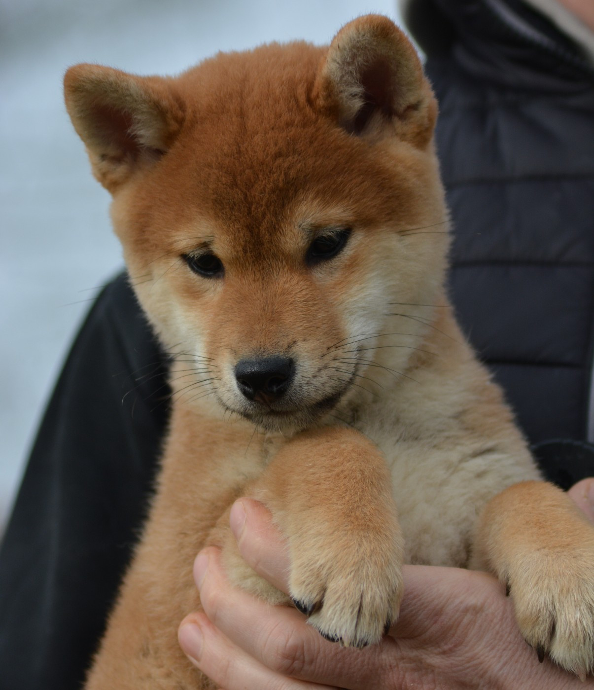 ASAKO (Collier Bleu)