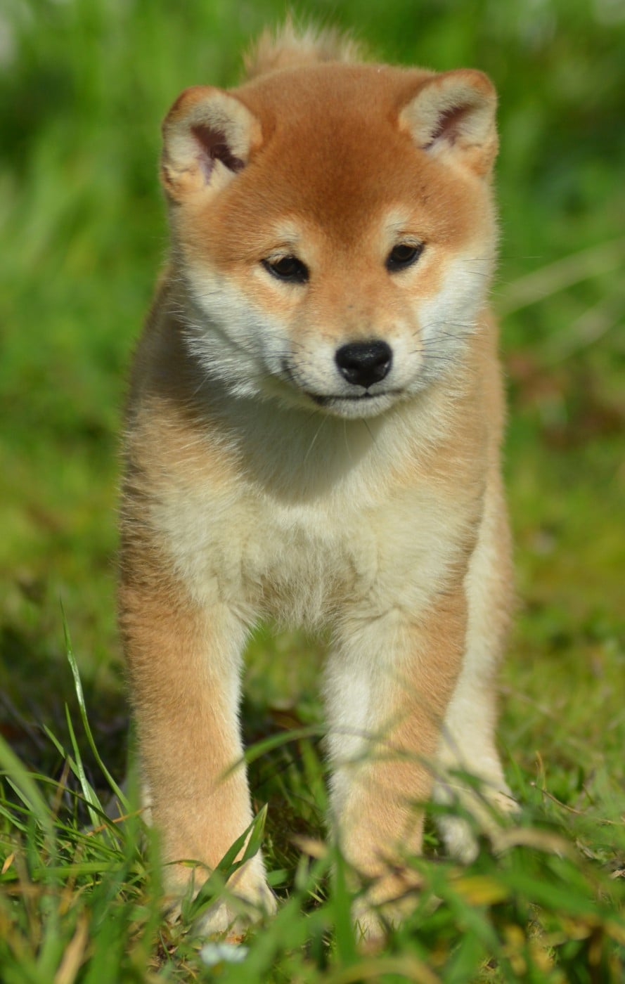 AKEMI (Collier Rouge)