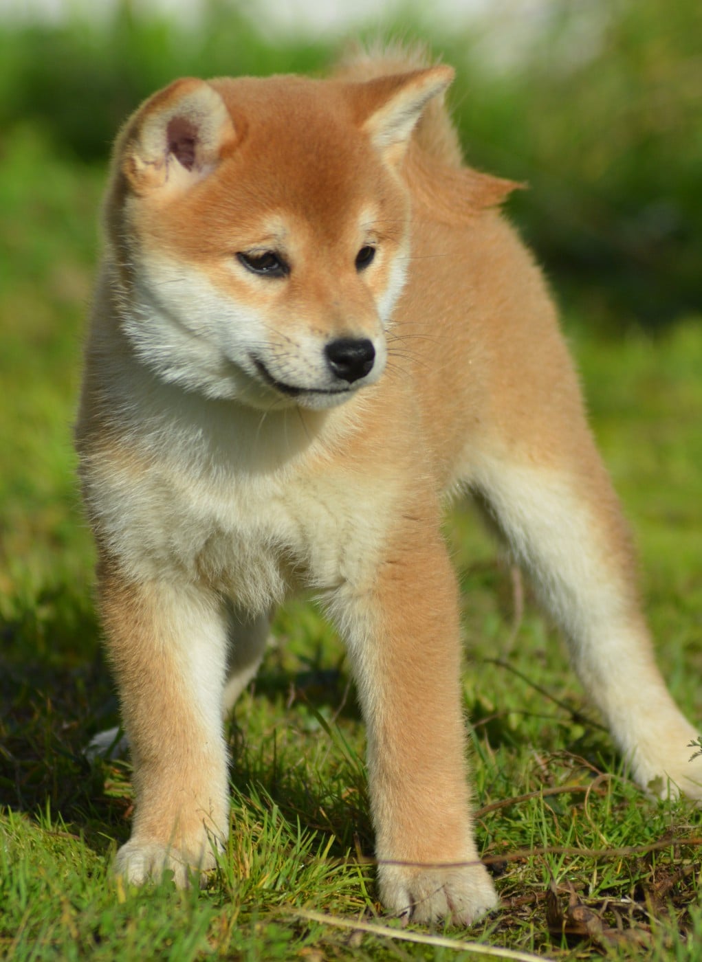 AKEMI (Collier Rouge)