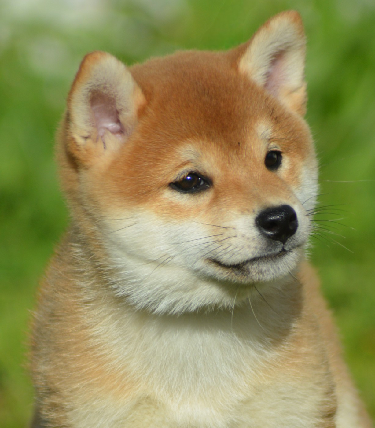 AKEMI (Collier Rouge)