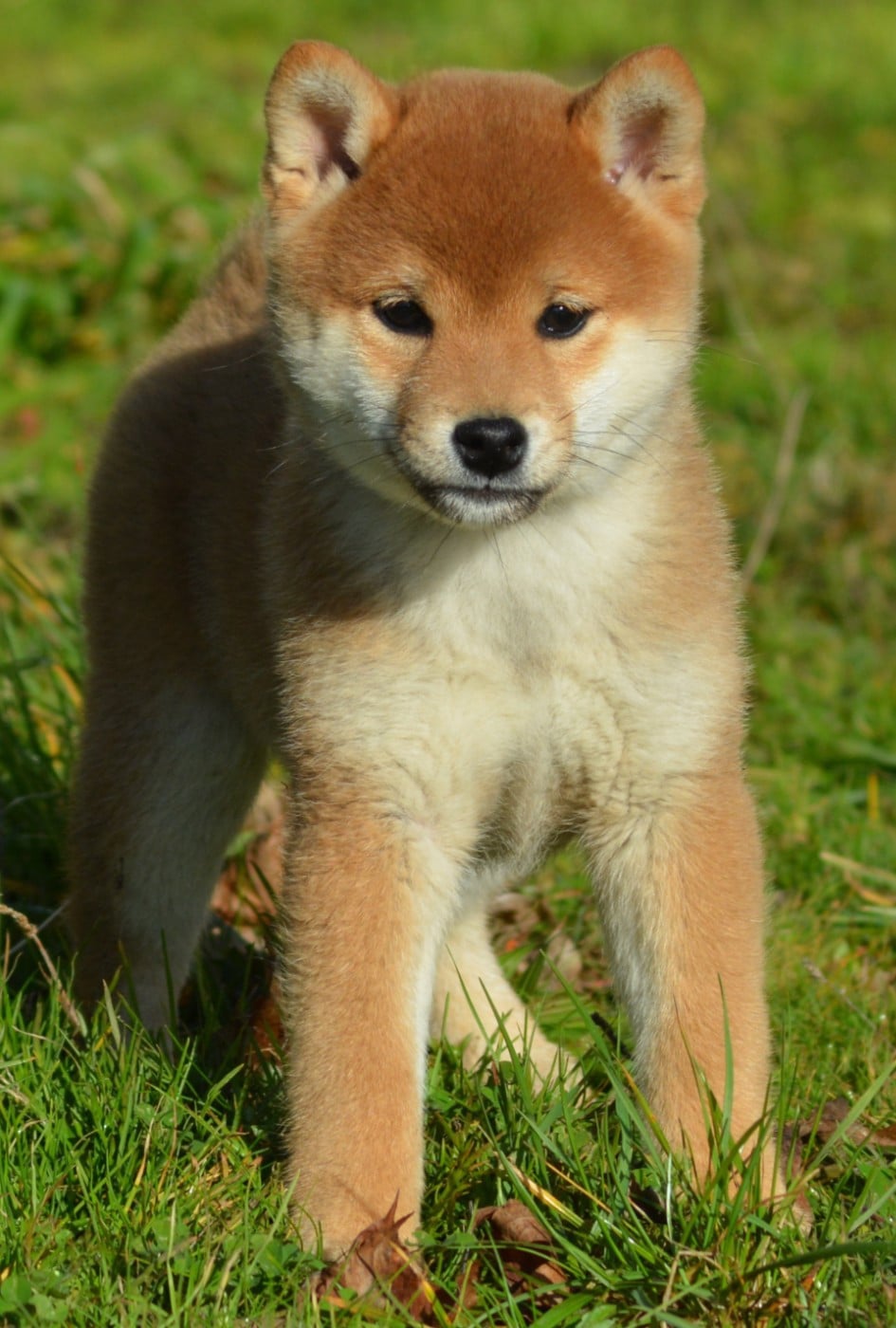 ANZU (Collier Jaune)