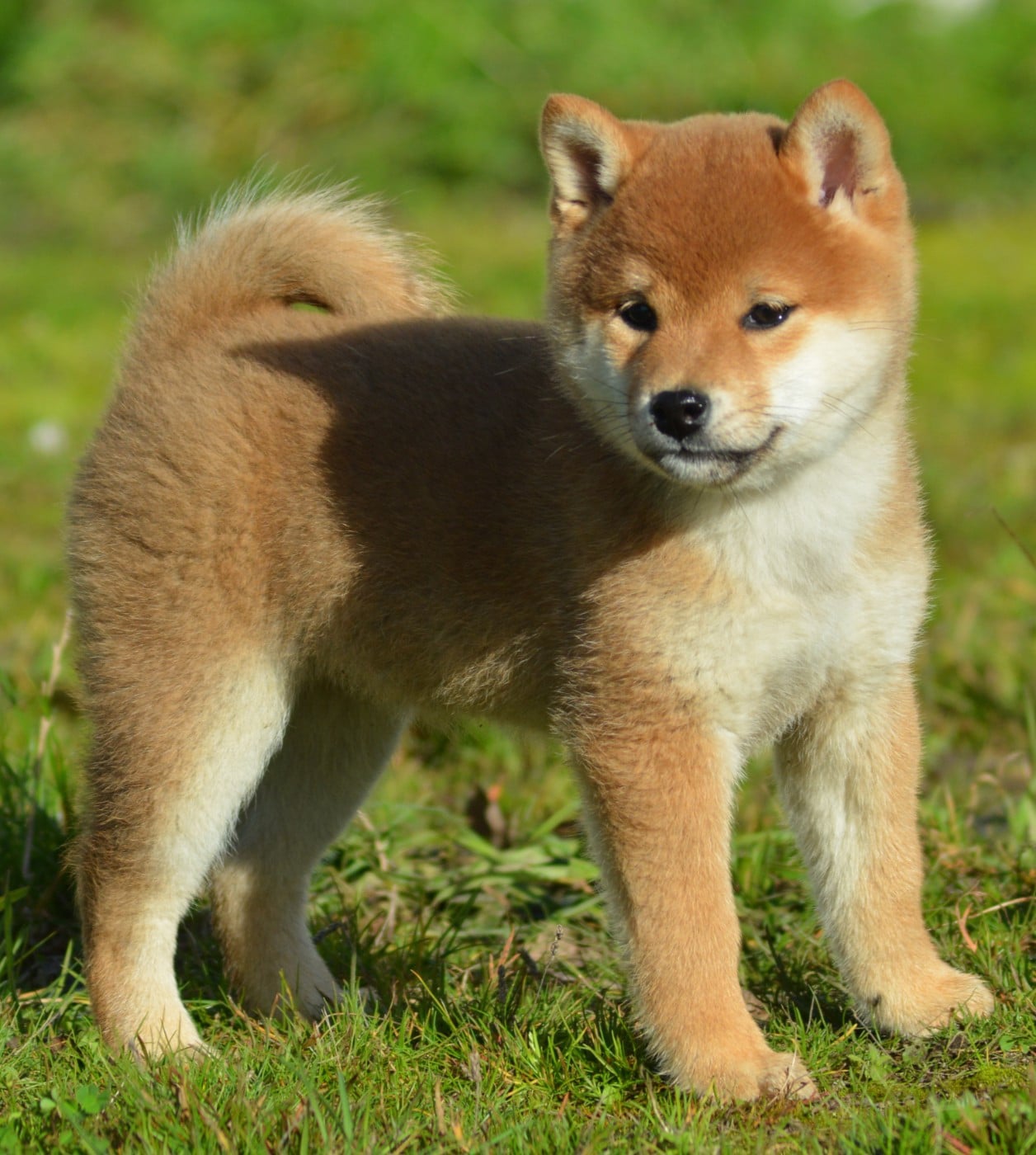 ANZU (Collier Jaune)