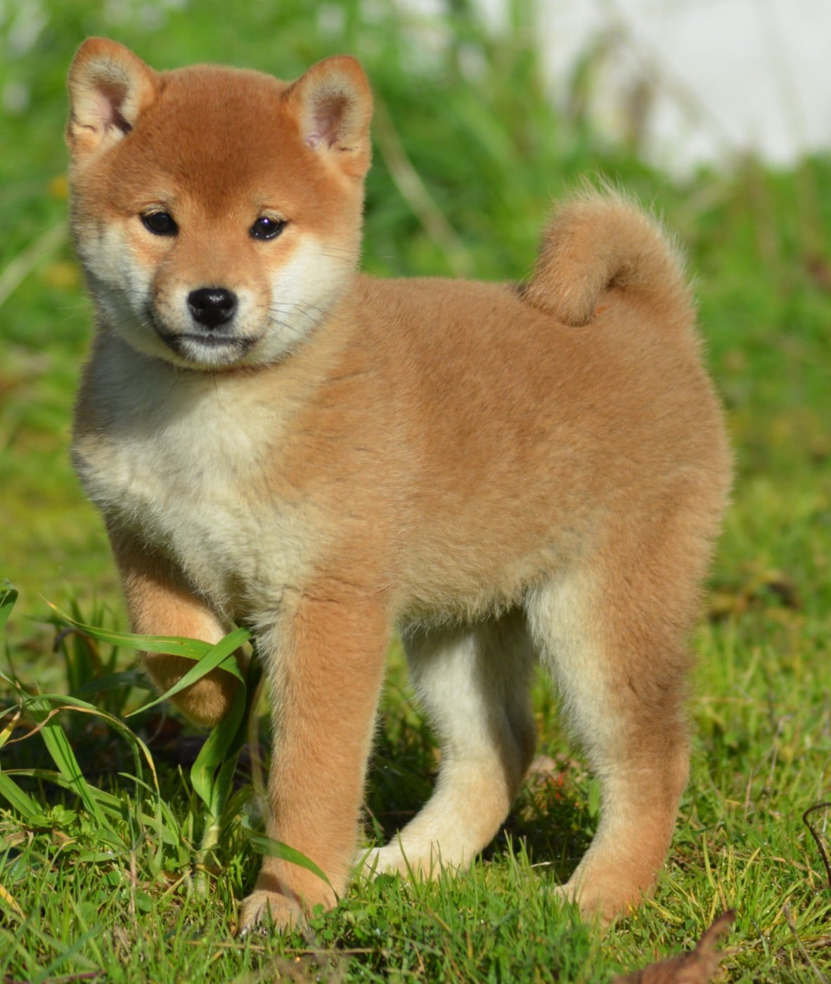 ANZU (Collier Jaune)