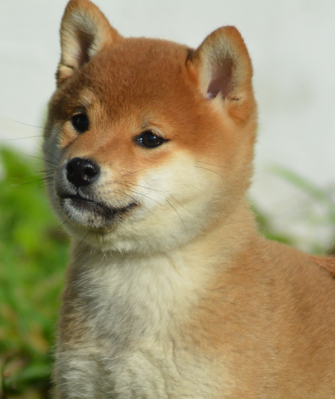 ANZU (Collier Jaune)