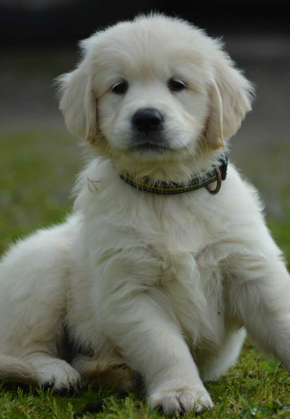 ATCHOUM OLAF (Collier Jaune)