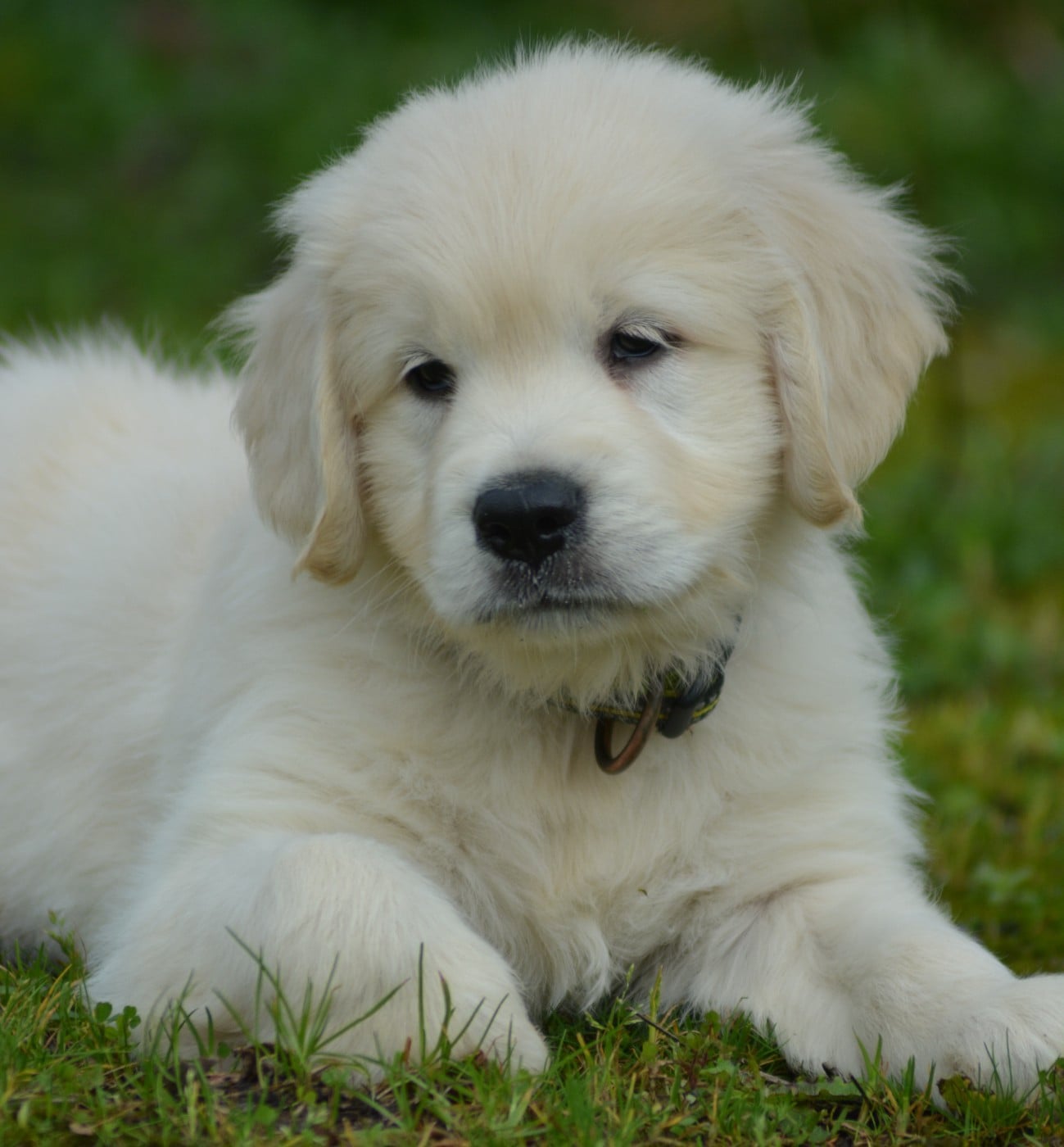 ATCHOUM OLAF (Collier Jaune)