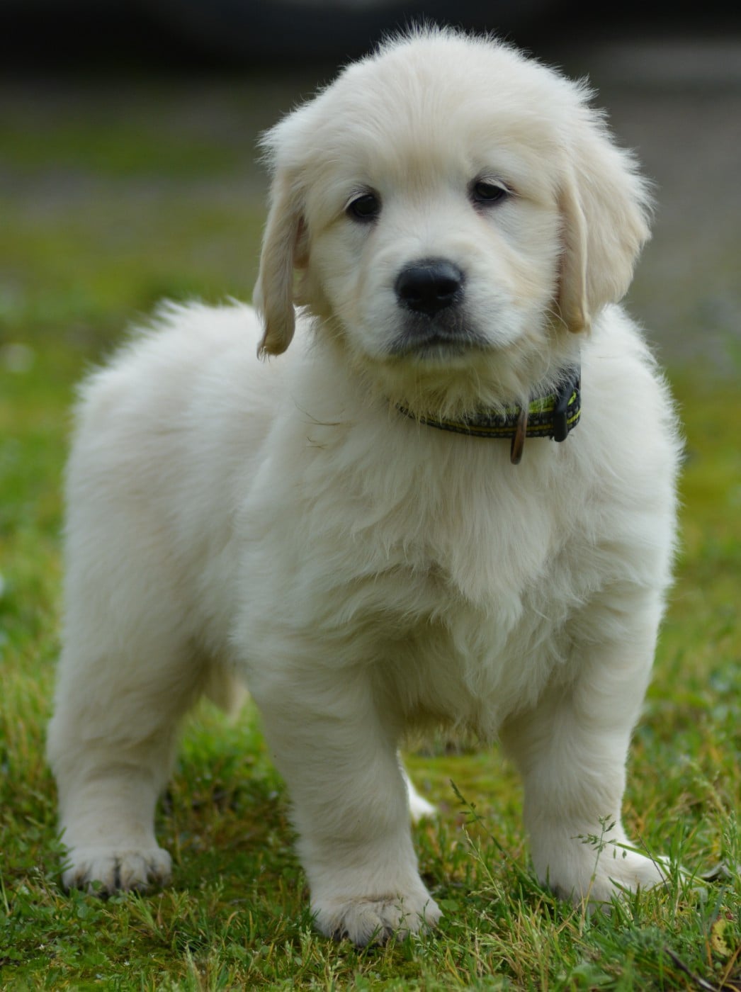 ATCHOUM OLAF (Collier Jaune)