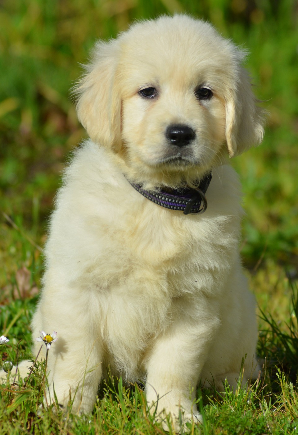 ABBY (Collier Violet)