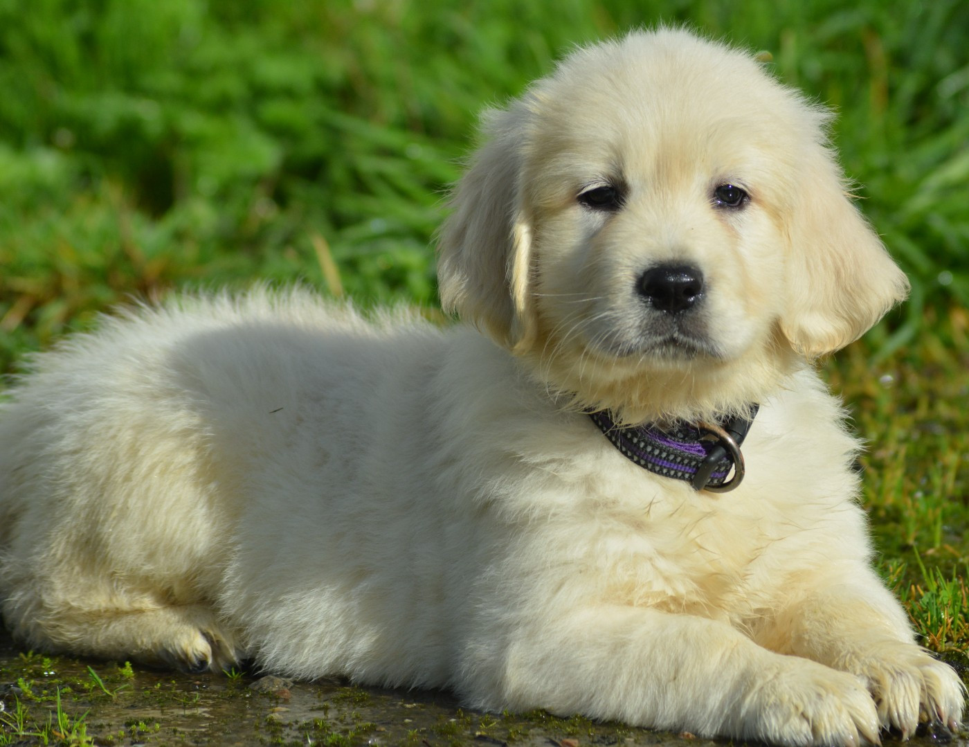 ABBY (Collier Violet)