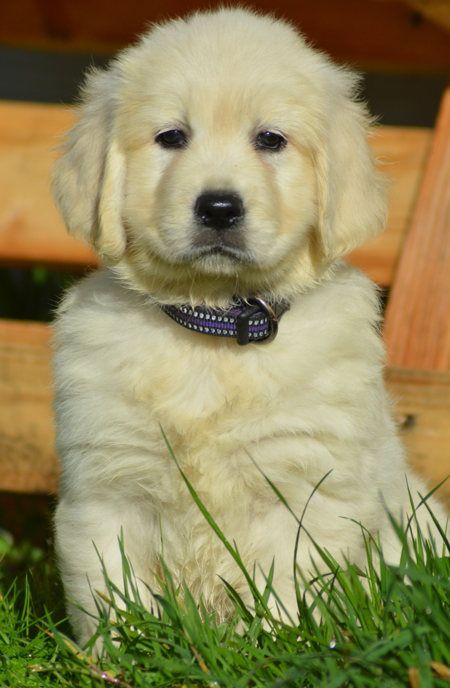 ABBY (Collier Violet)