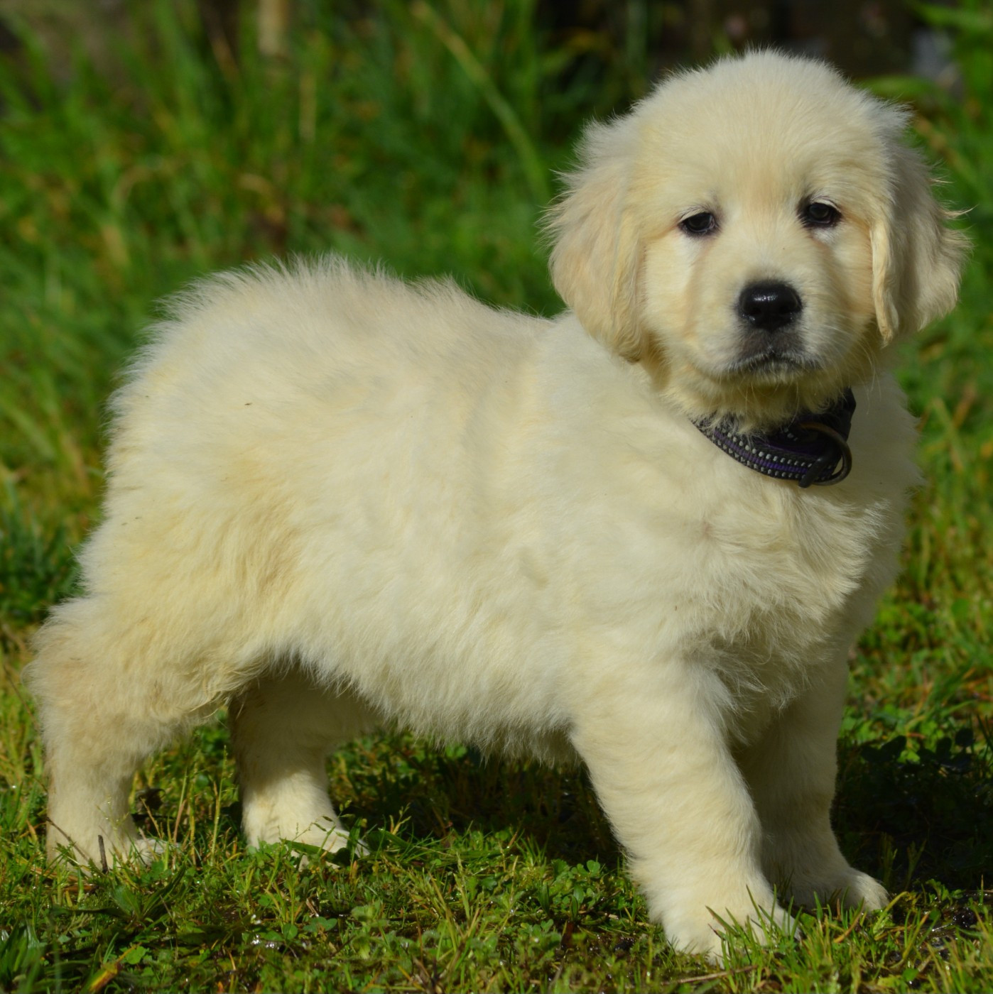 ABBY (Collier Violet)