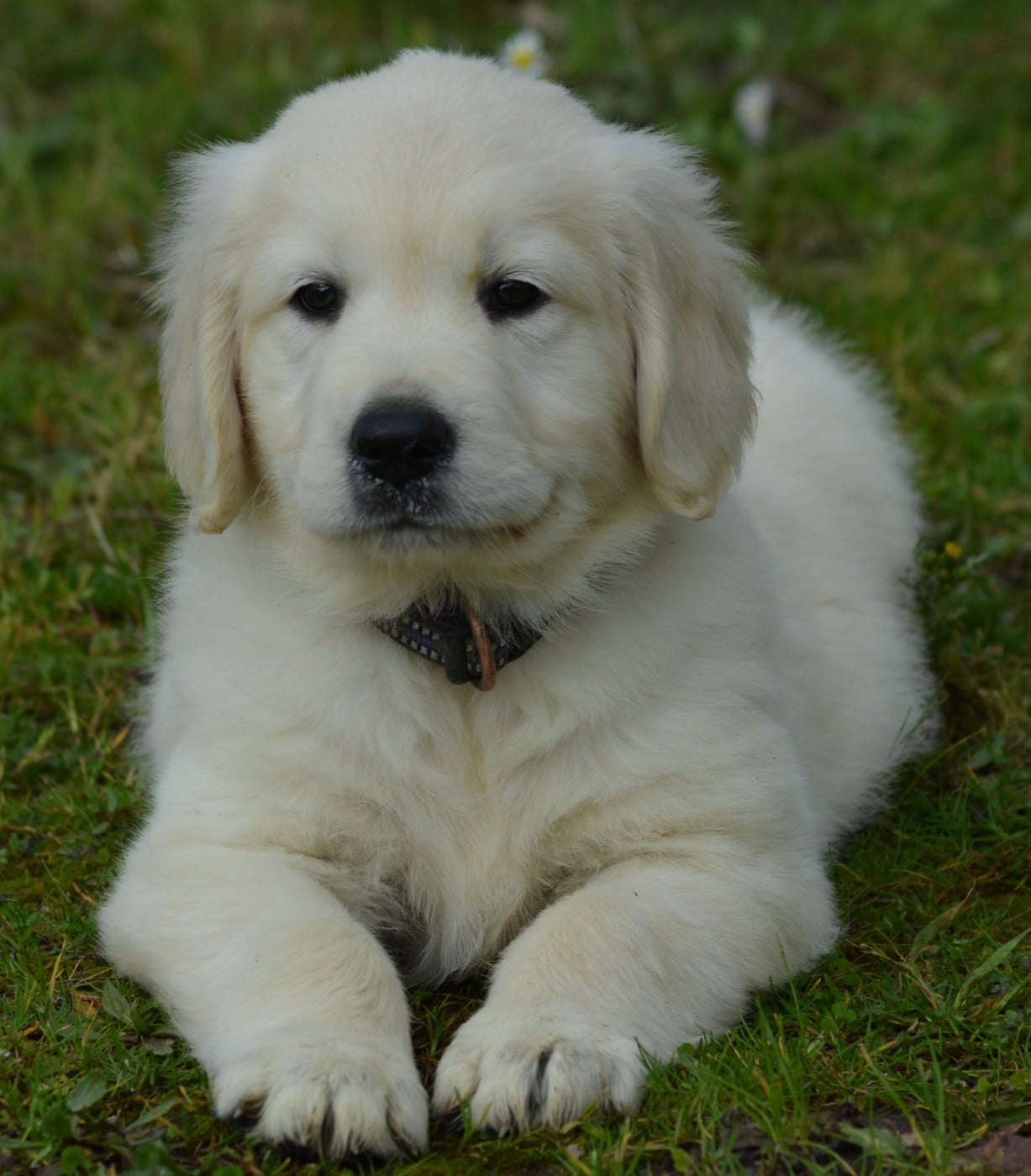 CHIOT 6 (Collier Violet)