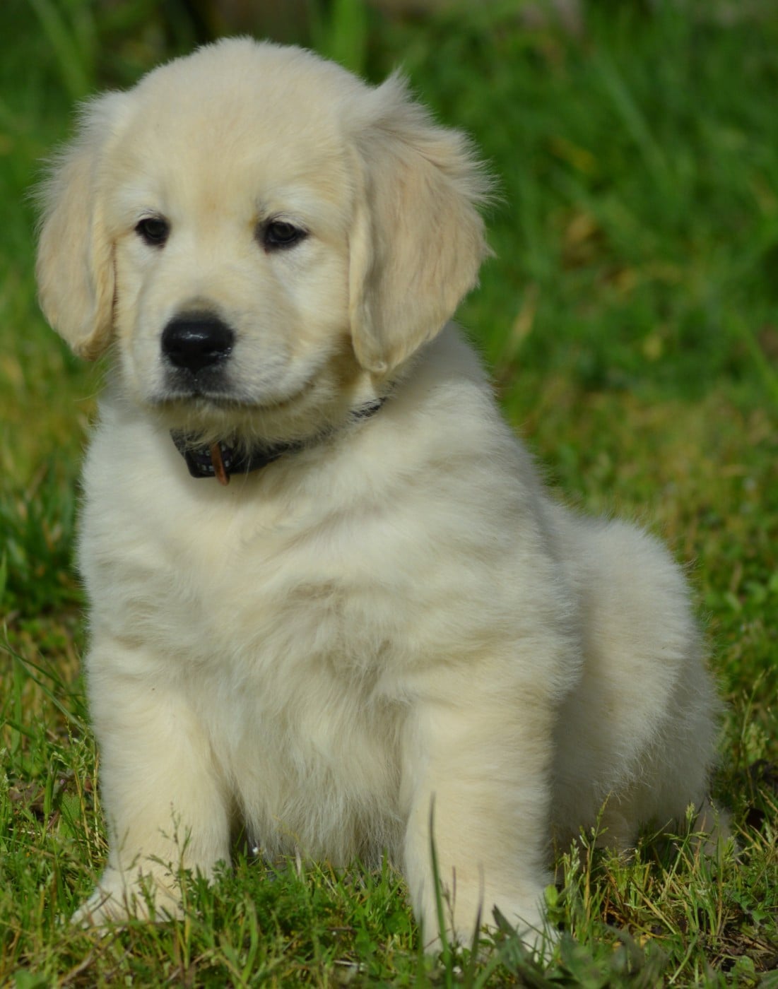 CHIOT 6 (Collier Violet)