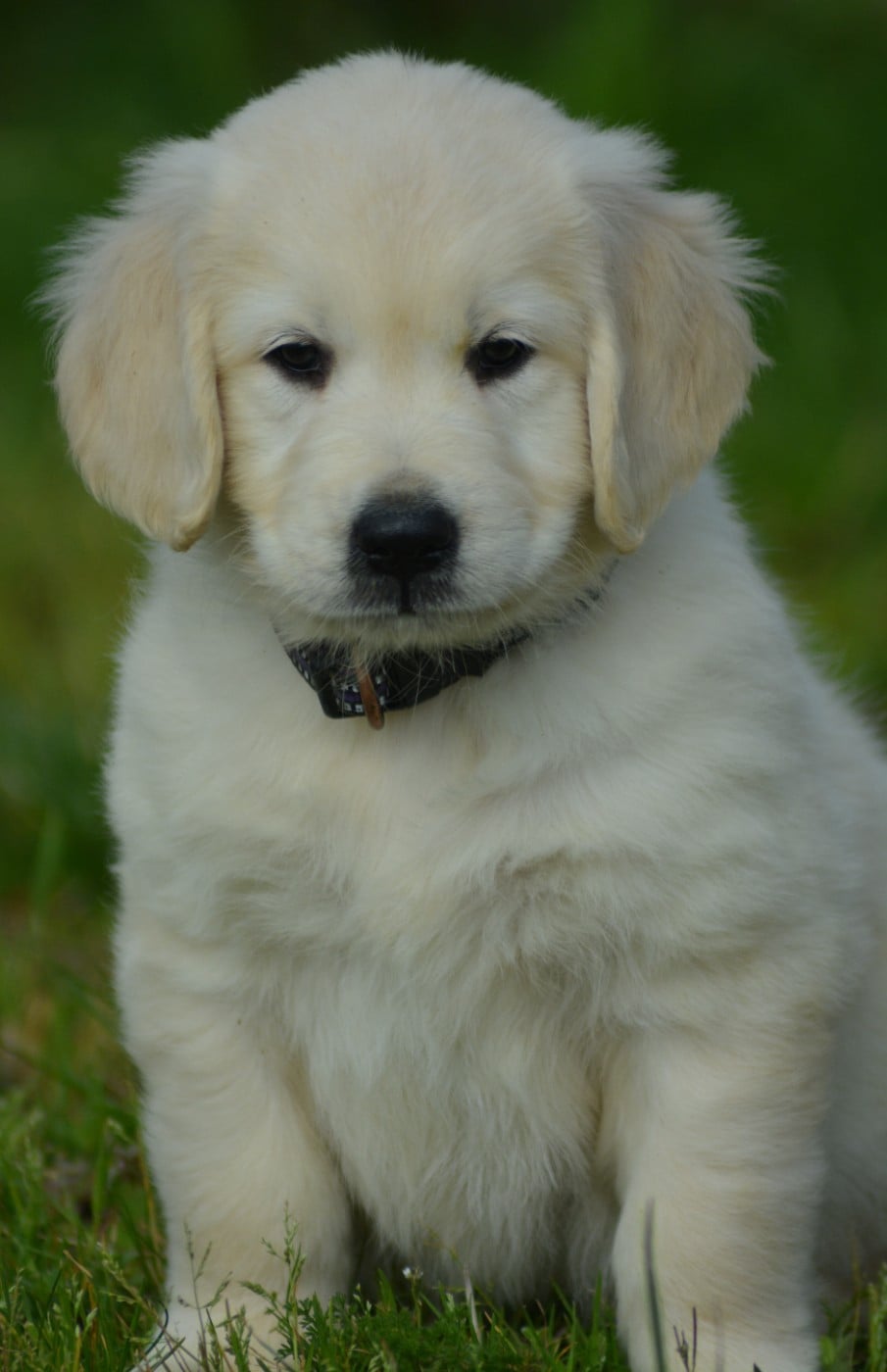 CHIOT 6 (Collier Violet)