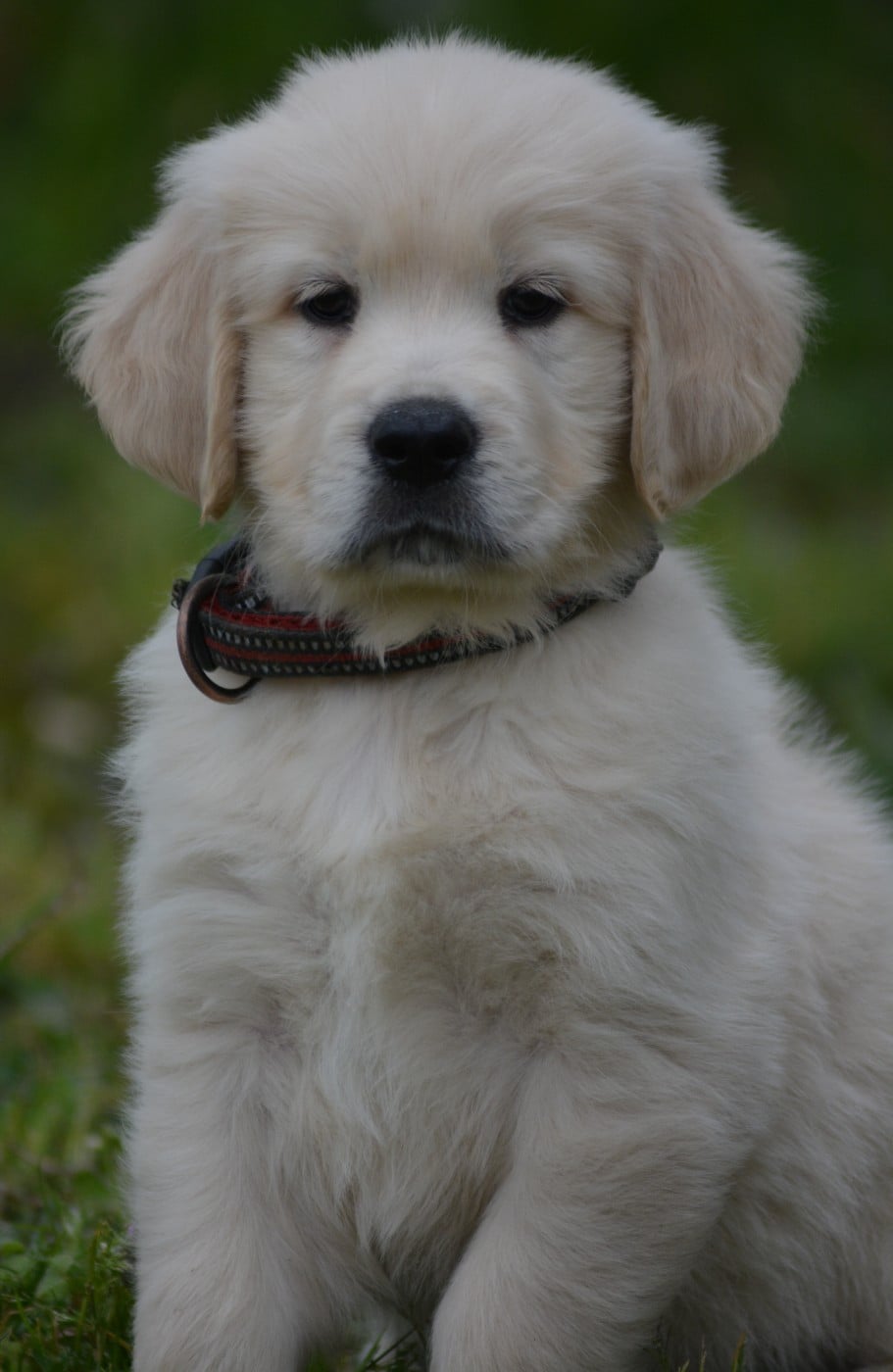AÏKO (Collier Rouge)