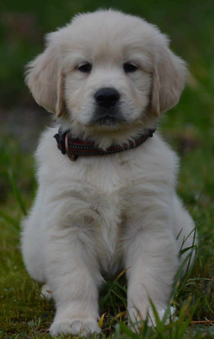 AÏKO (Collier Rouge)