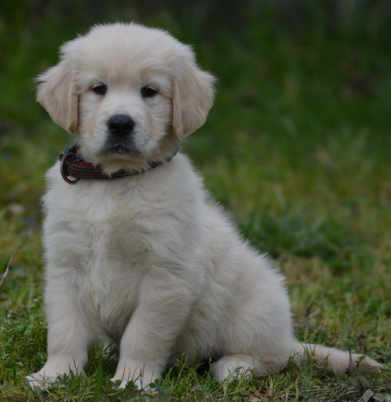 AÏKO (Collier Rouge)