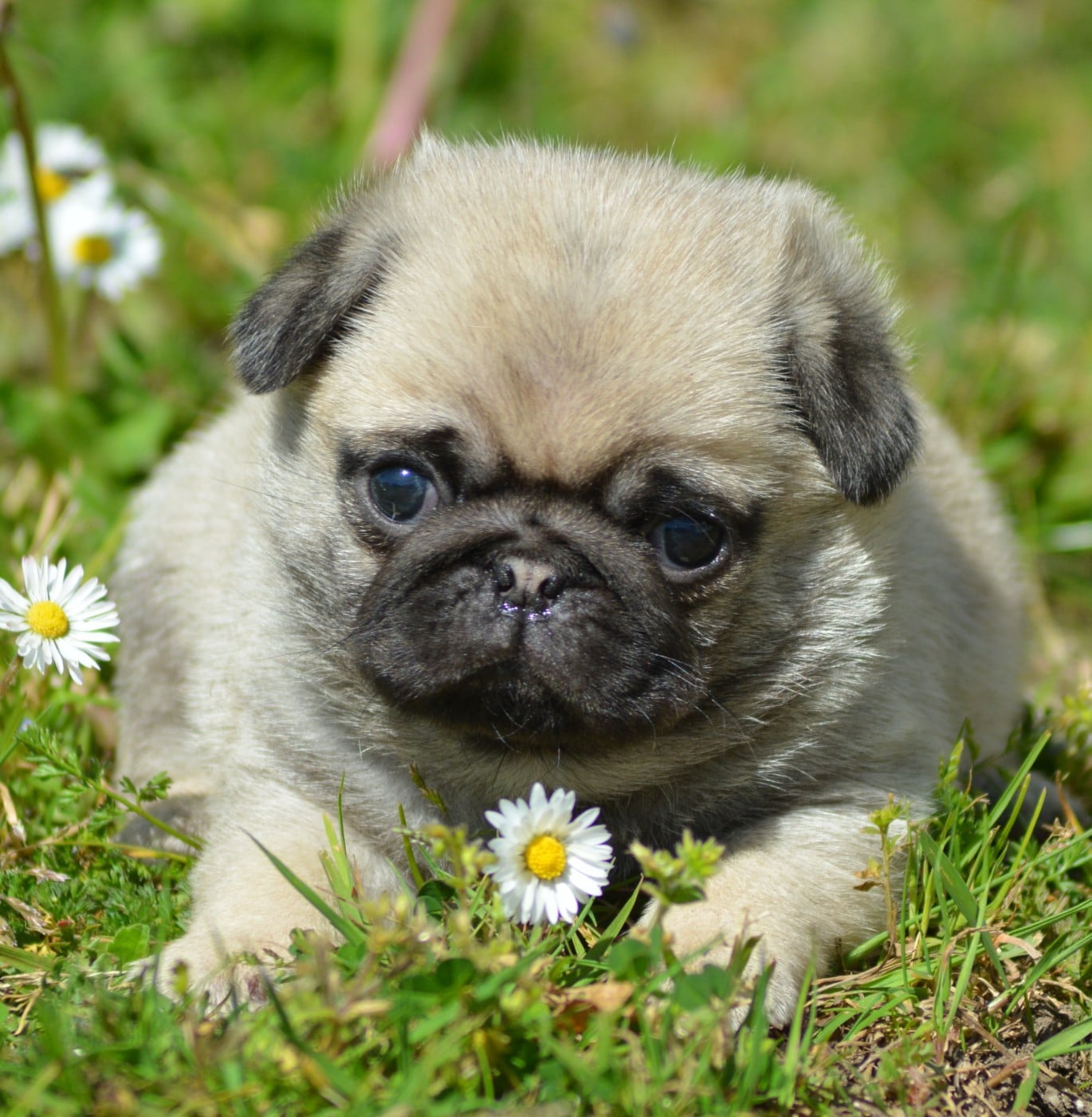 BILBO (Collier Violet)
