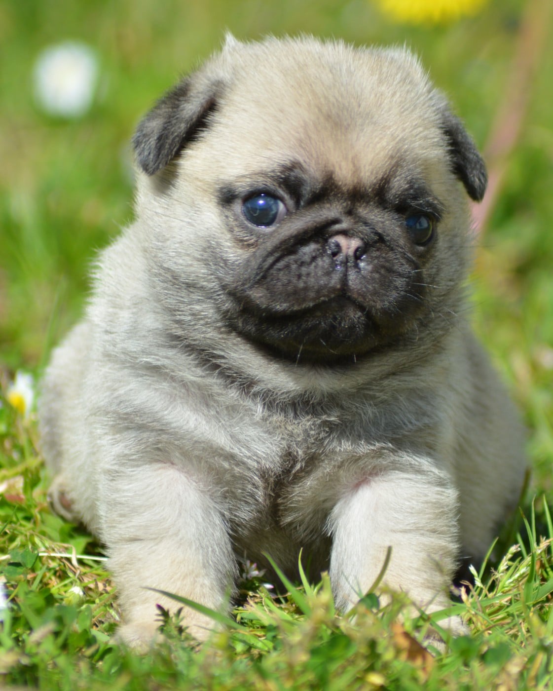 BILBO (Collier Violet)