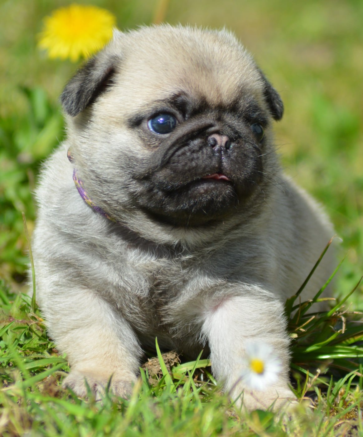 BILBO (Collier Violet)