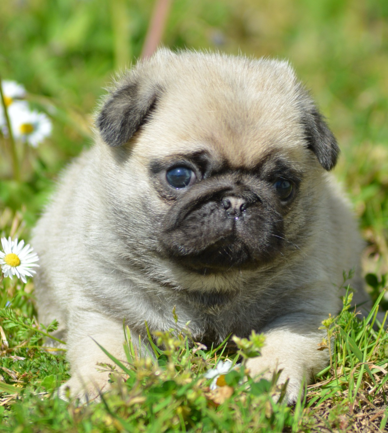 BILBO (Collier Violet)