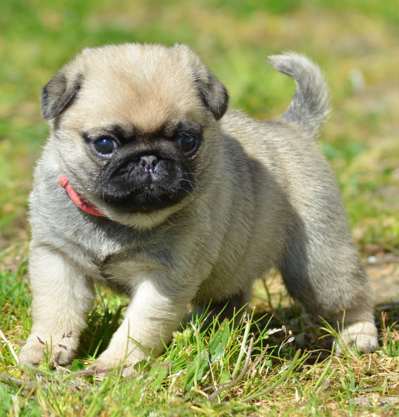 Chiot N°3 (Collier Rose)