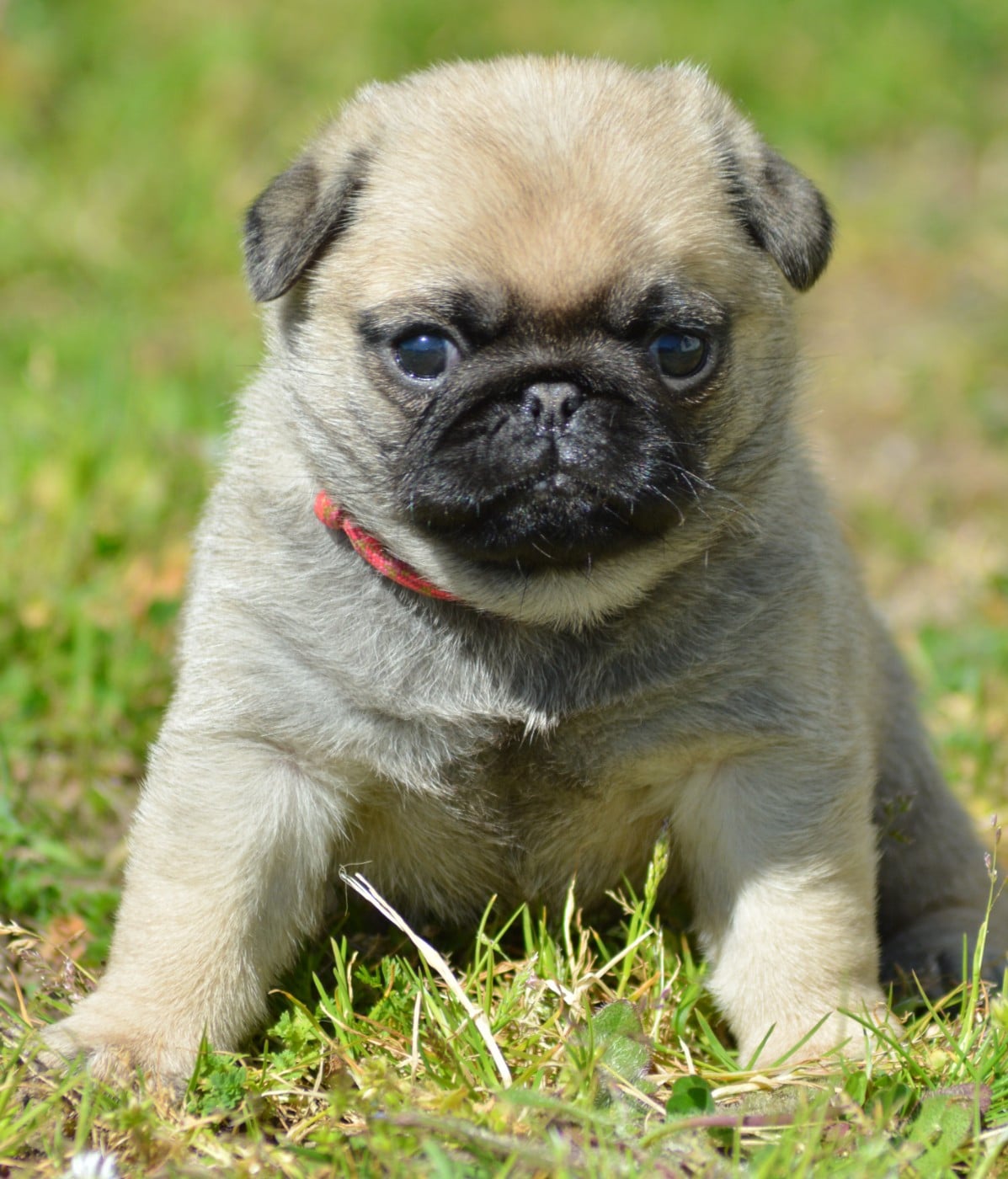 Chiot N°3 (Collier Rose)