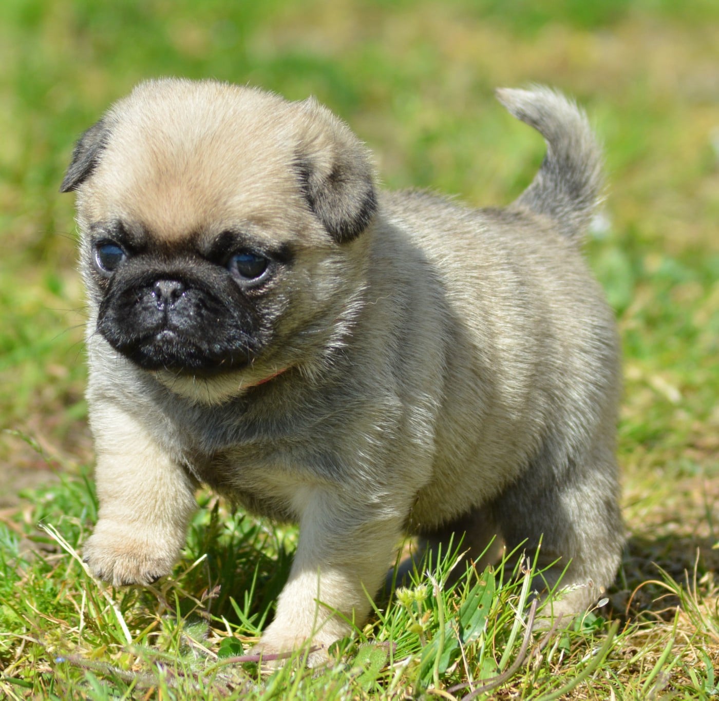 Chiot N°3 (Collier Rose)