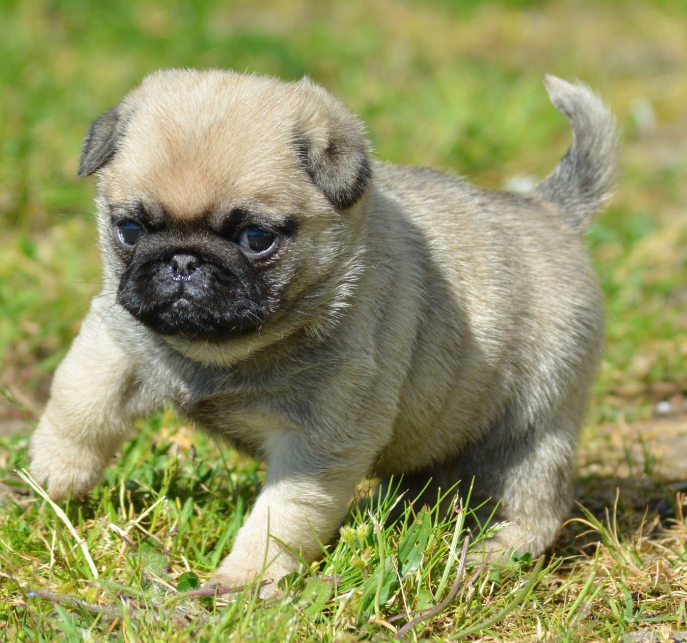 Chiot N°3 (Collier Rose)