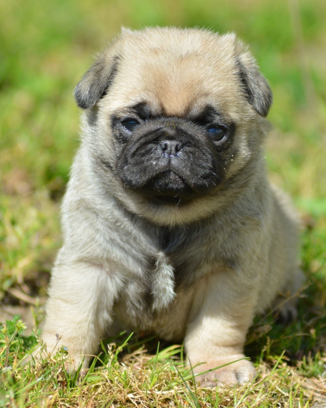 Chiot N°2 (Collier Bleu)