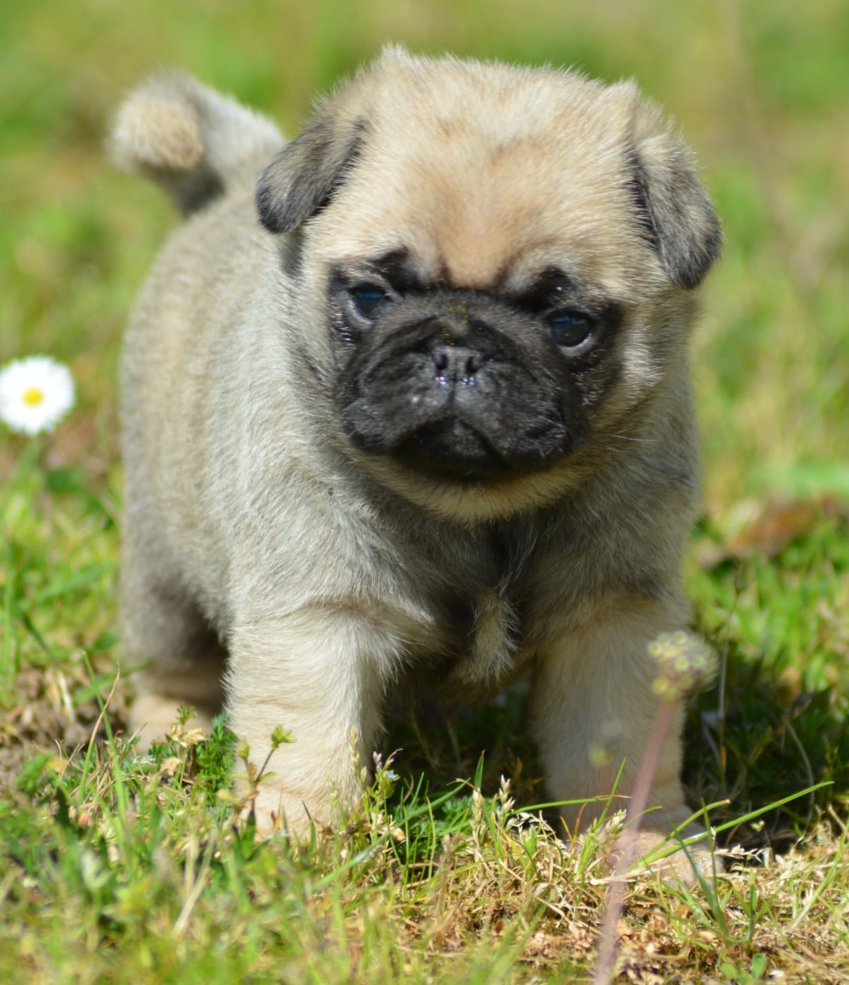 Chiot N°2 (Collier Bleu)