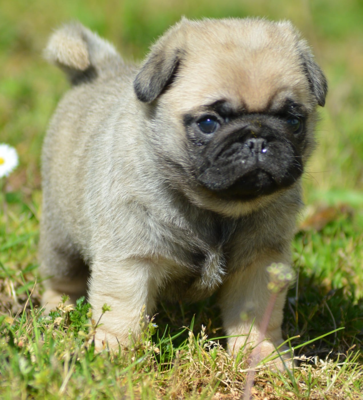 Chiot N°2 (Collier Bleu)