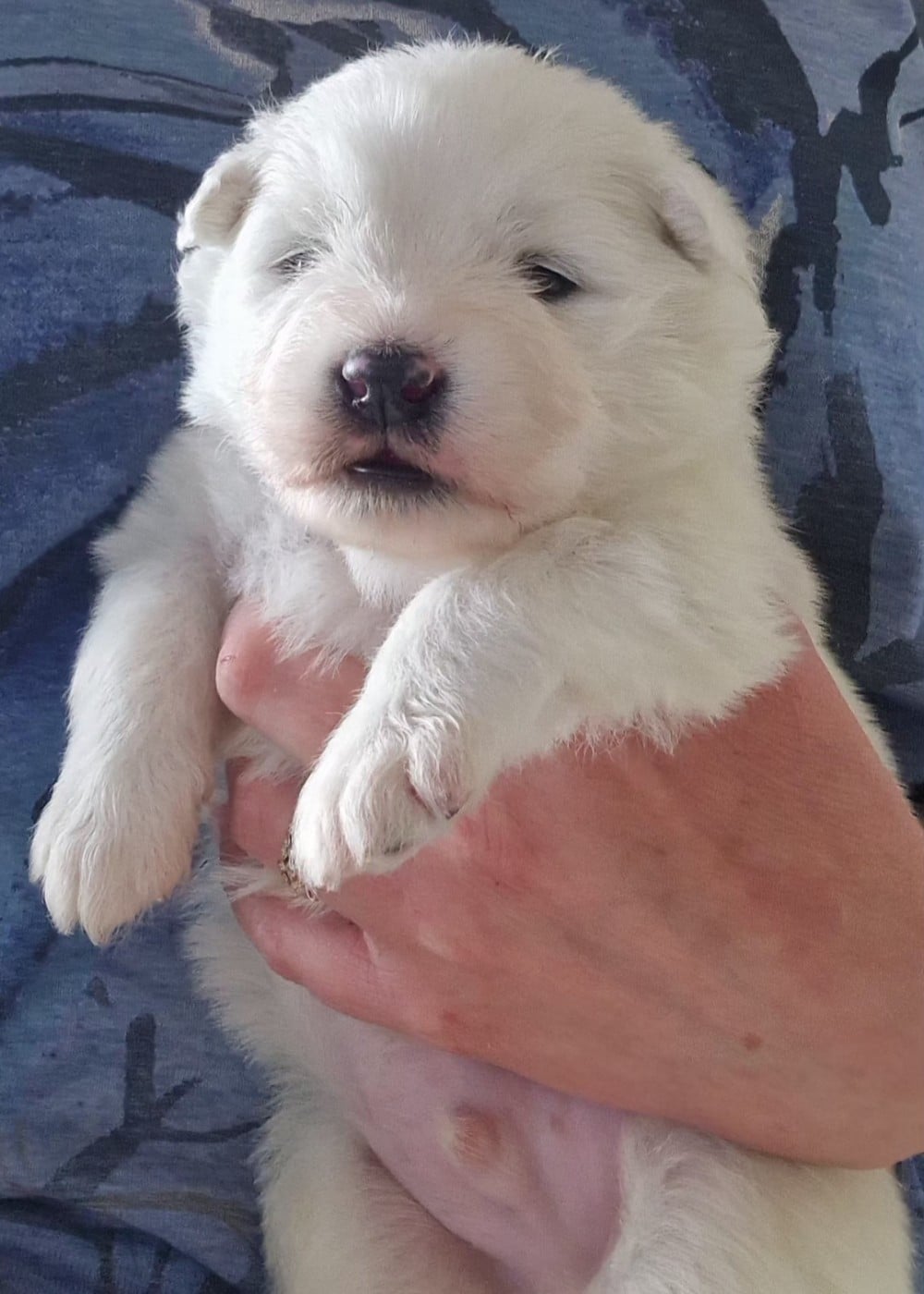 Chiot N°2 - Samoyède