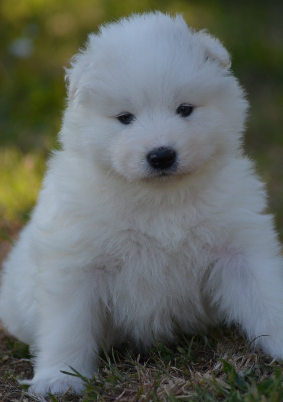 Chiot N°2 (Collier Marron et Bleu)