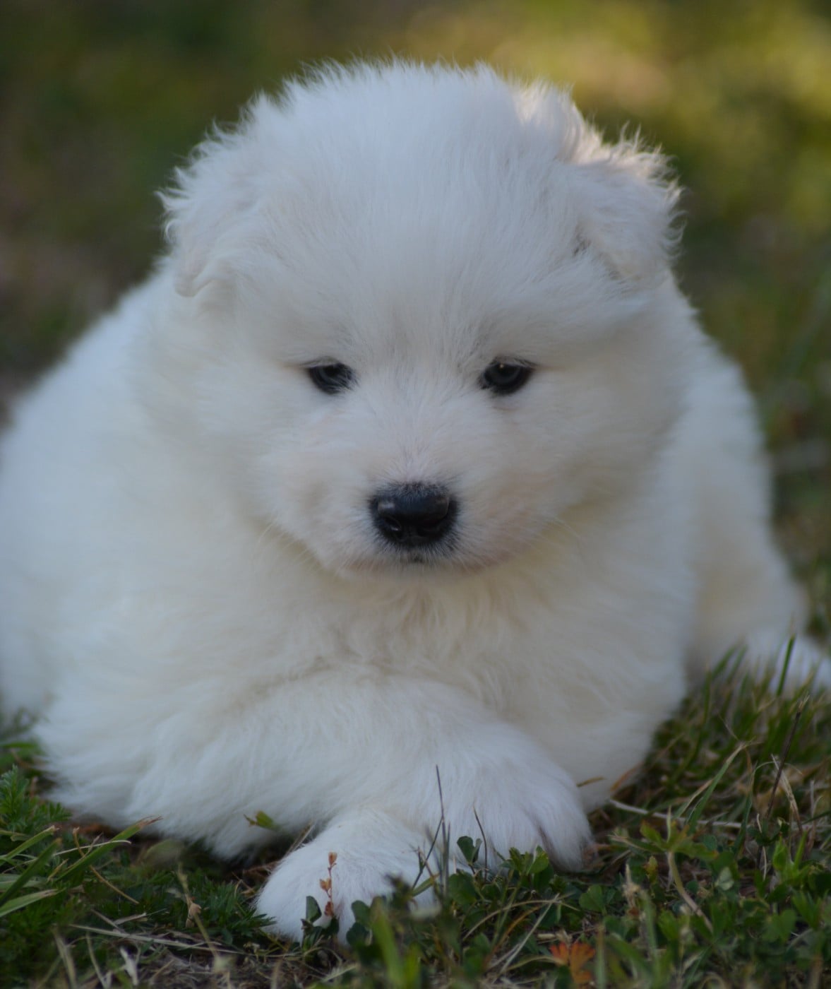 Chiot N°2 (Collier Marron et Bleu)