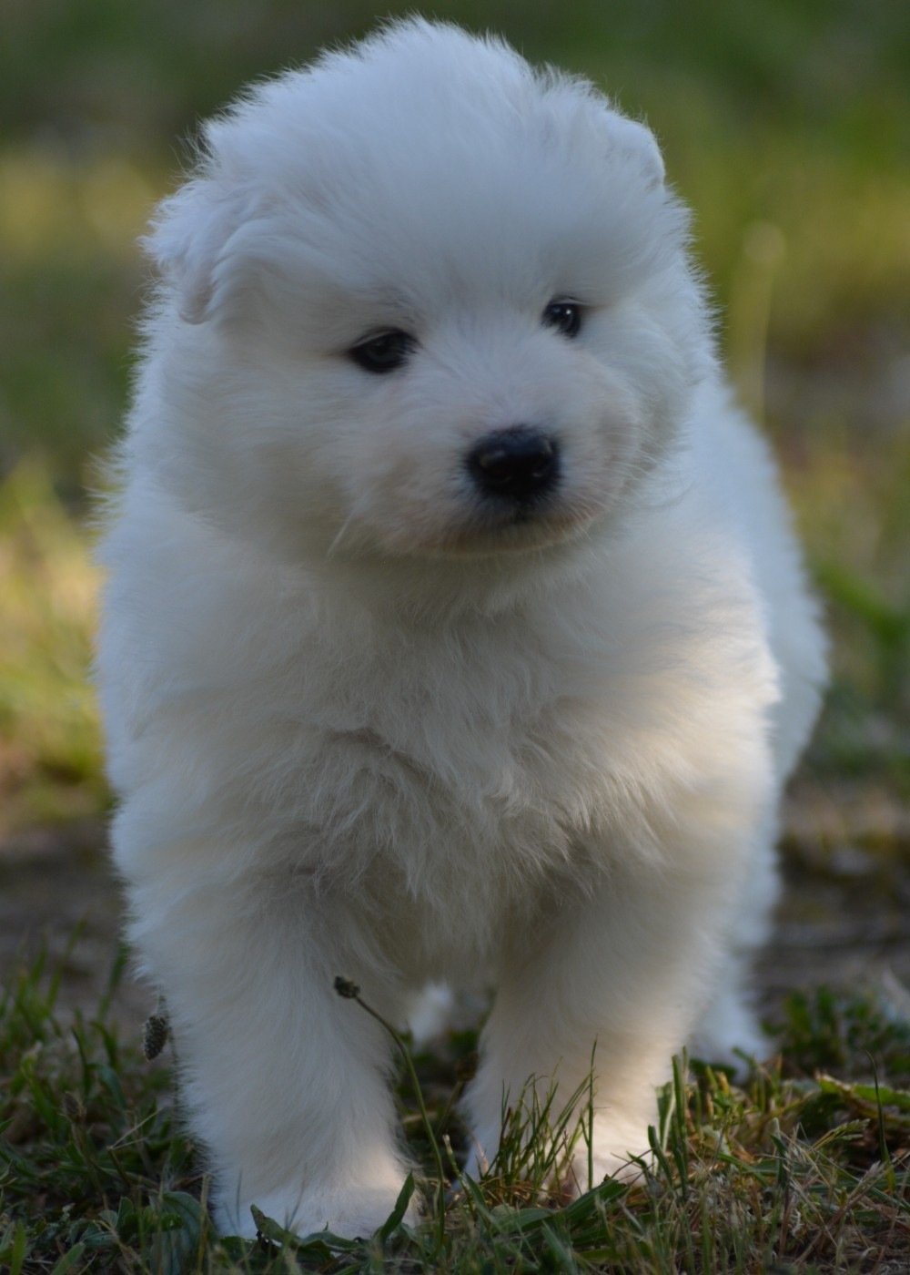 Chiot N°2 (Collier Marron et Bleu)