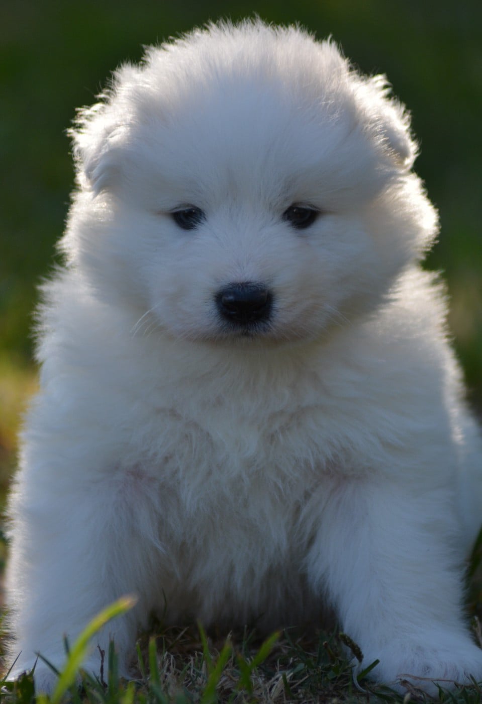 Chiot N°2 (Collier Marron et Bleu)