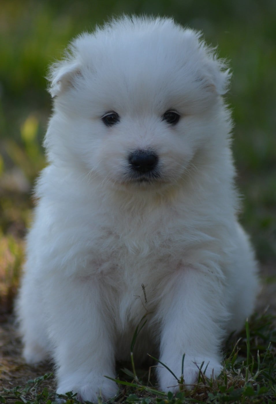 Chiot N°5 (Collier Rouge)