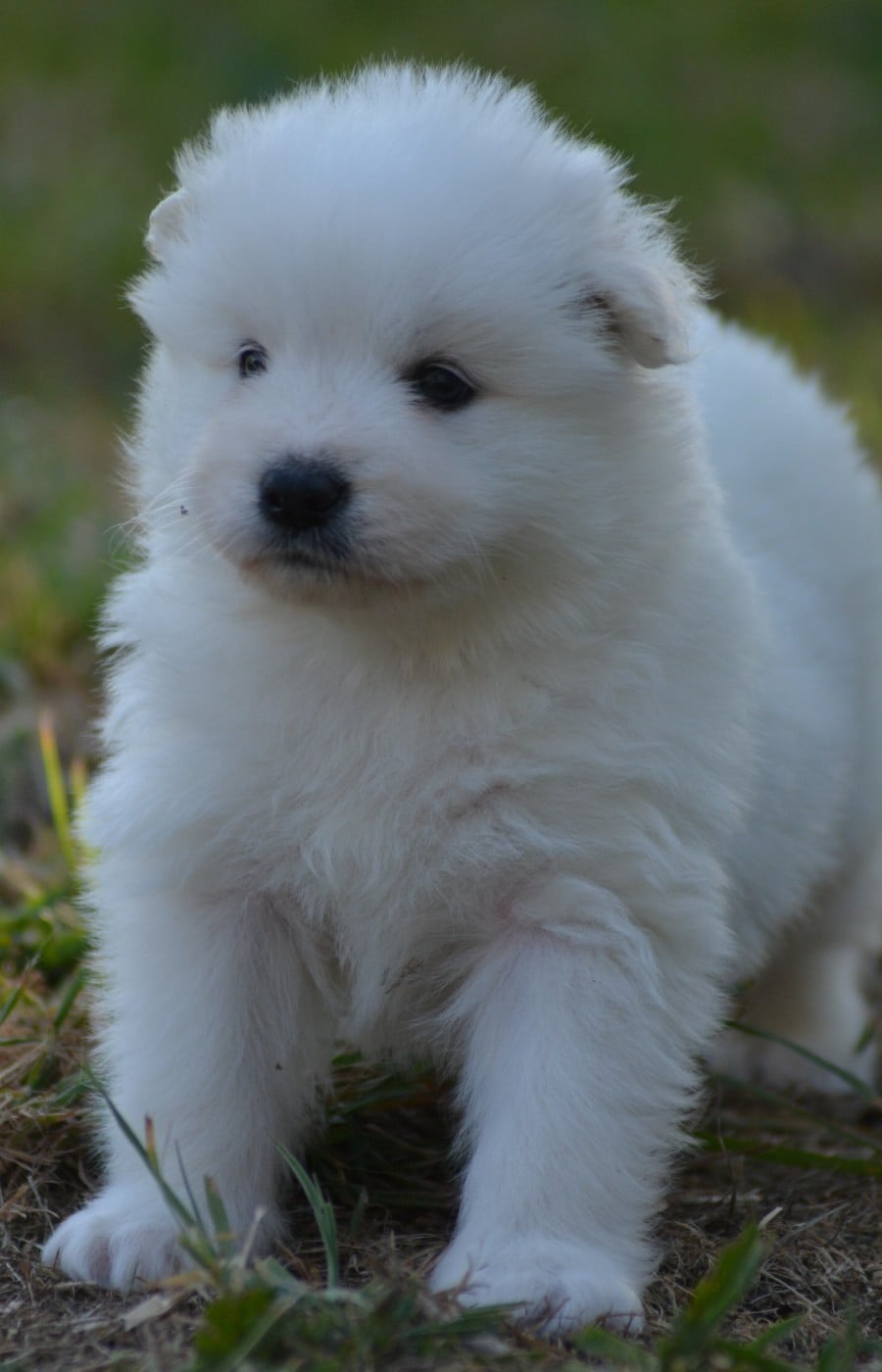 Chiot N°5 (Collier Rouge)