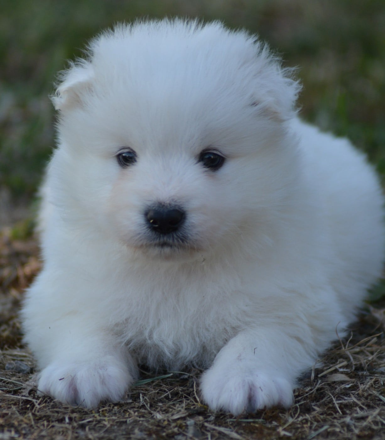 Chiot N°5 (Collier Rouge)