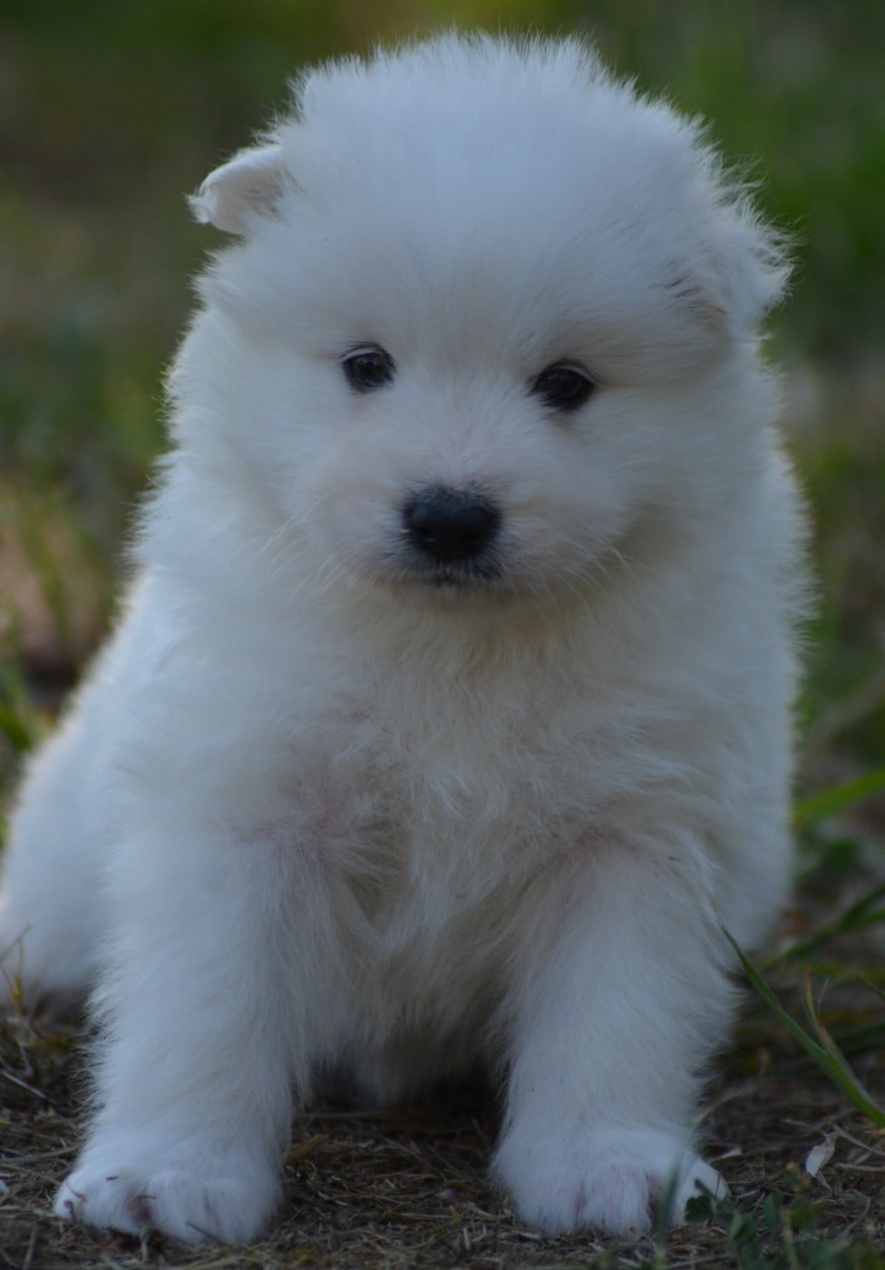 Chiot N°5 (Collier Rouge)