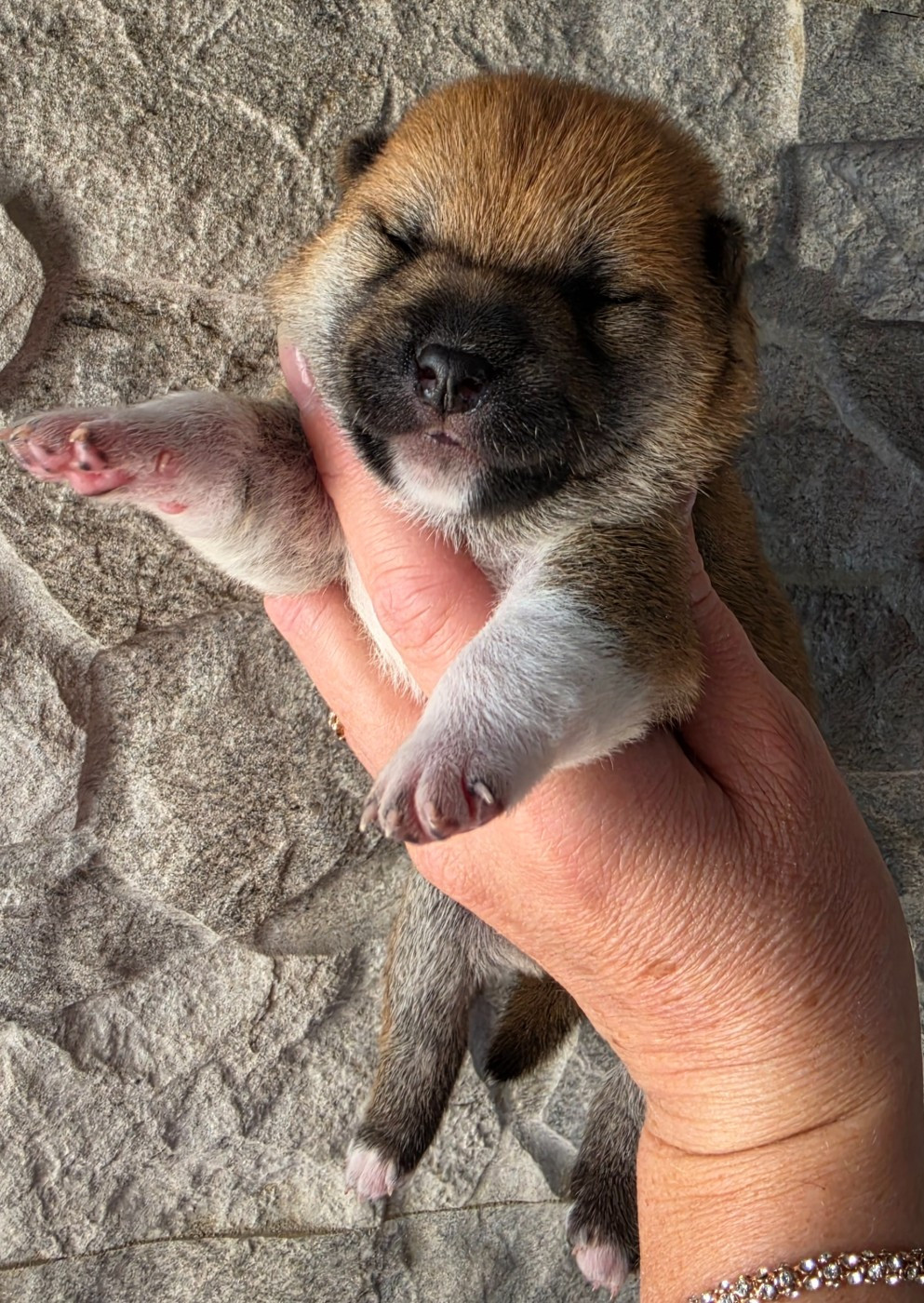 Chiot N°3
